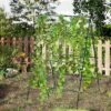 Costway Cucumber Trellis For Plant Climbing Foldable Garden Tunnel Trellis With Plastic Coated Tube -Costway GUEST a2429c85 f1bd 4145 8dac b094bdafeecb